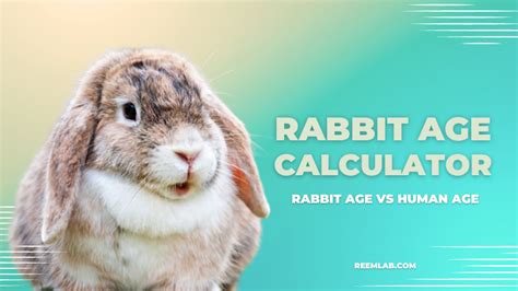 lv year of rabbit|rabbit age calculator.